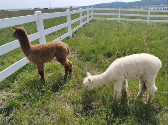Weißes PVC-Vinyl-Beschichtetes Ranch-Pferdezaun 1,2 m bis 1,5 m Höhe