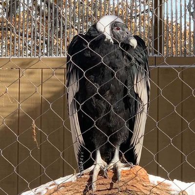 Diamantflexible Edelstahldrahtseile Kabelnetz Zoo-Netz