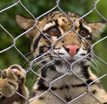Diamantflexible Edelstahldrahtseile Kabelnetz Zoo-Netz
