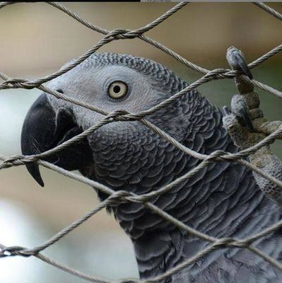 UV-beständiges Edelstahl-Drahtseilnetz mit langer Lebensdauer und ungiftigen Eigenschaften für Zoozäune und Vogelvolieren