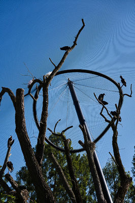 Dekoratives handgewebtes Edelstahl-Drahtseilnetz mit 1,5 mm/2 mm/2,5 mm Drahtdurchmesser und 25*25 mm/30*30 mm/50*50 mm Maschenöffnung für Volierennetze und Zoo-Netze