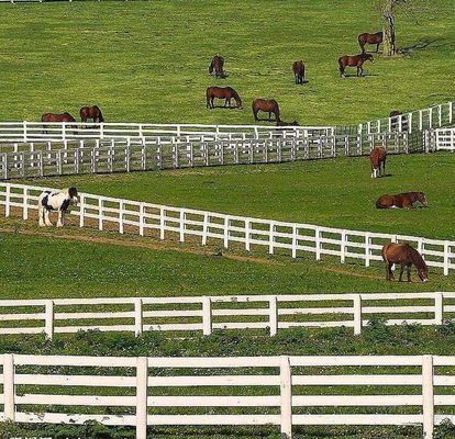 Antiaufstieg geschweißter Draht Mesh Fence No Rot 4 Schienen Posten und Schienen-weißes PVC für Pferdebauernhof