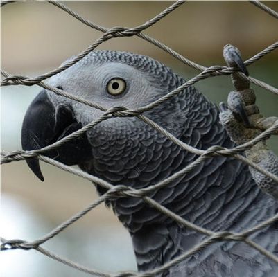 Hochfeste Knoten aus Edelstahlseil-Drahtnetz für Zoo-Gehege