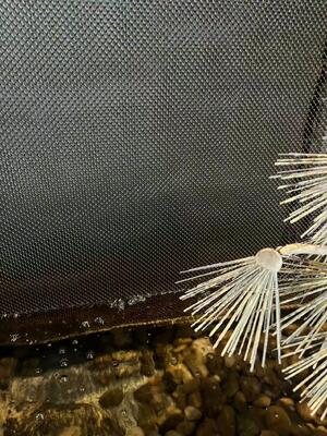 Dekorativer Spulenvorhang aus Edelstahl für Wasserfall-Wandgeflecht